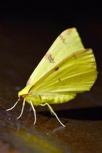 Réf. 335 170 : Opisthograptis luteolata